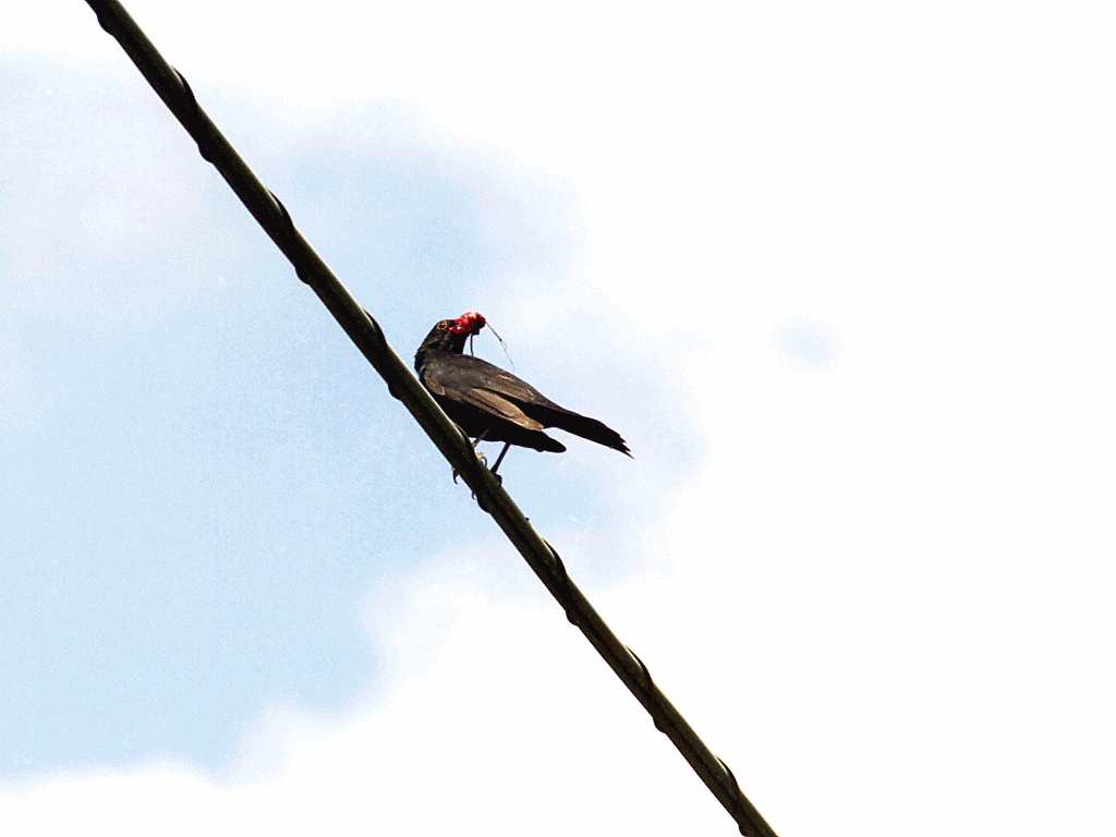 Come fotografare gli uccelli